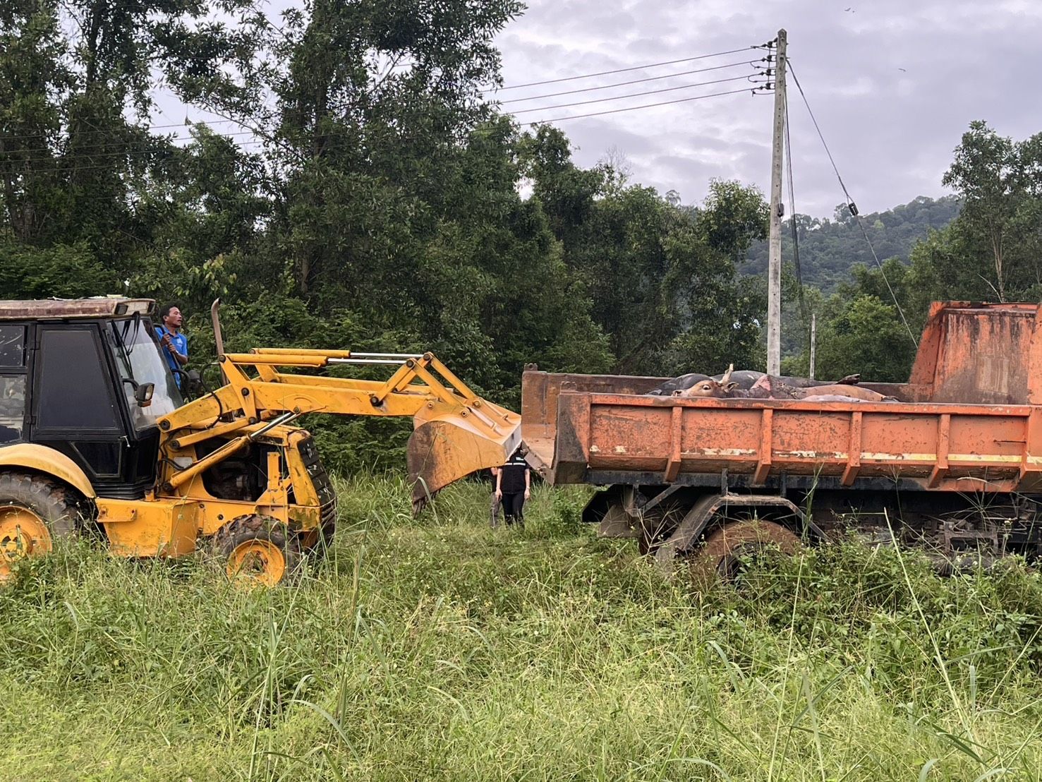 รมช.อามินทร์ มอบกรมปศุสัตว์ เร่งจัดการเก็บซากสัตว์ที่เสียชีวิตจากอุทกภัย ป้องกันโรคระบาดในพื้นที่น้ำท่วมใต้ 9 1438749