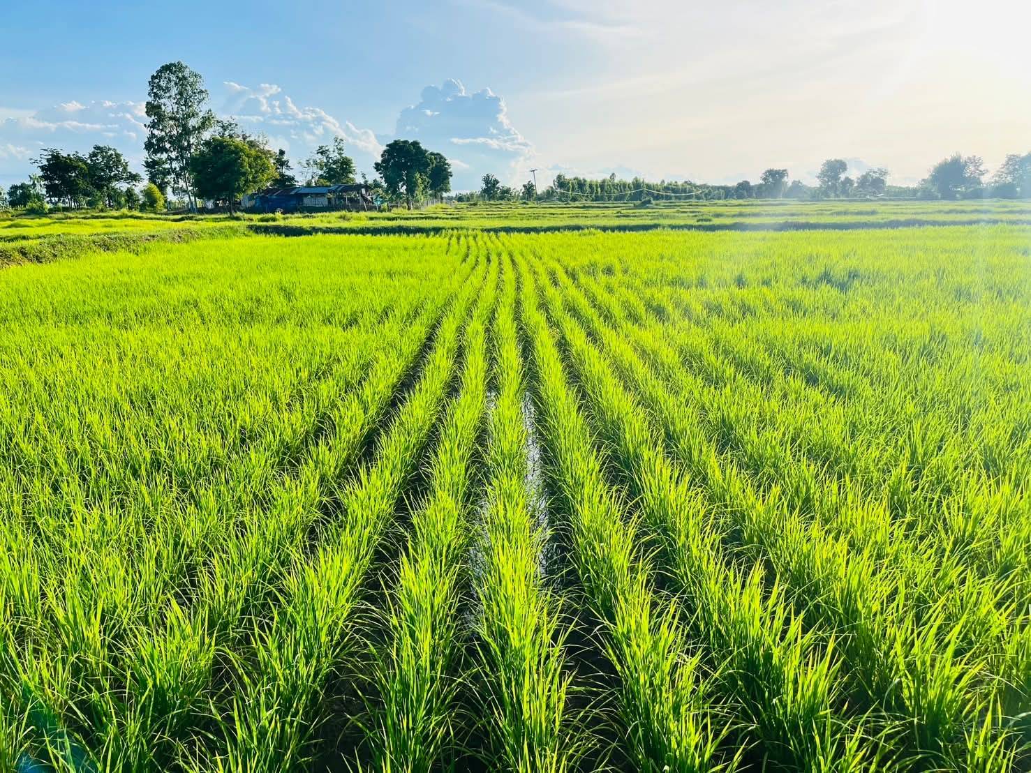 “คูโบต้า” ชวนคนไทยค้นพบเสน่ห์ของจานสะอาด กับเรื่องน่าทึ่งที่อาจยังไม่เคยรู้แค่กินข้าวหมดจาน ก็เปลี่ยนโลกได้จริง 9 16 คูโบต้า ชวนคนไทยค้นพบเสน่ห์ของจานสะอา