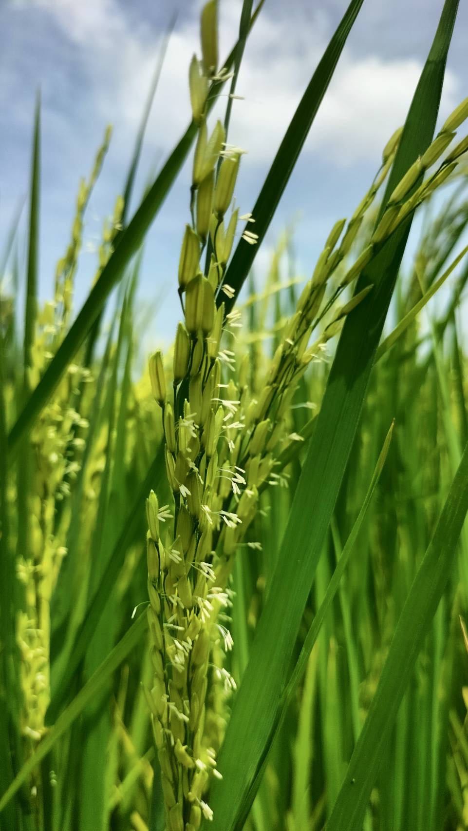 “คูโบต้า” ชวนคนไทยค้นพบเสน่ห์ของจานสะอาด กับเรื่องน่าทึ่งที่อาจยังไม่เคยรู้แค่กินข้าวหมดจาน ก็เปลี่ยนโลกได้จริง 8 17 คูโบต้า ชวนคนไทยค้นพบเสน่ห์ของจานสะอา