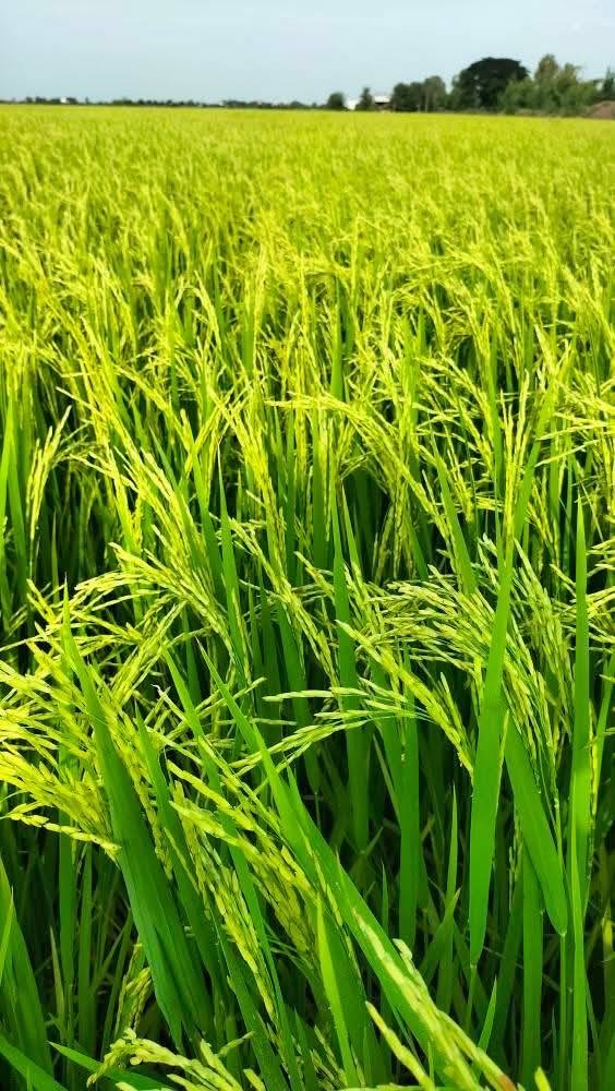 “คูโบต้า” ชวนคนไทยค้นพบเสน่ห์ของจานสะอาด กับเรื่องน่าทึ่งที่อาจยังไม่เคยรู้แค่กินข้าวหมดจาน ก็เปลี่ยนโลกได้จริง 7 18 คูโบต้า ชวนคนไทยค้นพบเสน่ห์ของจานสะอา