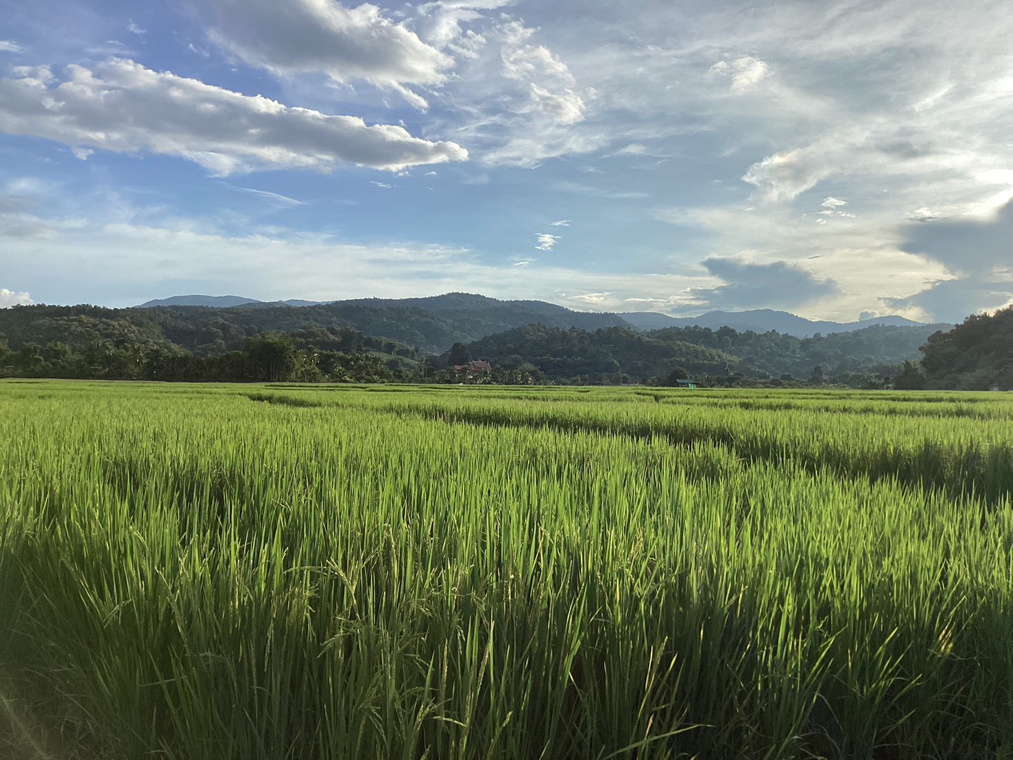 “คูโบต้า” ชวนคนไทยค้นพบเสน่ห์ของจานสะอาด กับเรื่องน่าทึ่งที่อาจยังไม่เคยรู้แค่กินข้าวหมดจาน ก็เปลี่ยนโลกได้จริง 6 19 คูโบต้า ชวนคนไทยค้นพบเสน่ห์ของจานสะอา