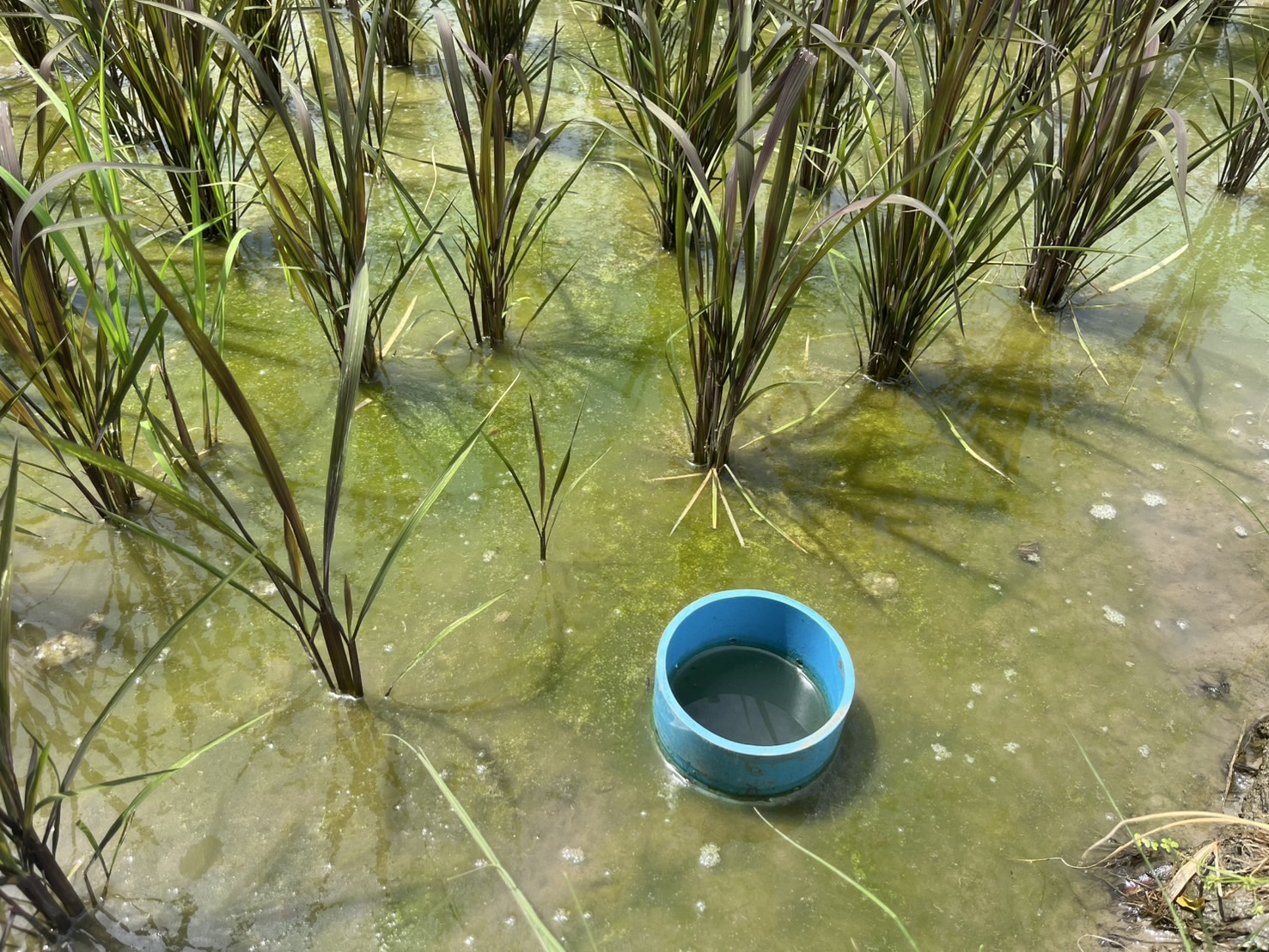 “คูโบต้า” ชวนคนไทยค้นพบเสน่ห์ของจานสะอาด กับเรื่องน่าทึ่งที่อาจยังไม่เคยรู้แค่กินข้าวหมดจาน ก็เปลี่ยนโลกได้จริง 5 20 คูโบต้า ชวนคนไทยค้นพบเสน่ห์ของจานสะอา