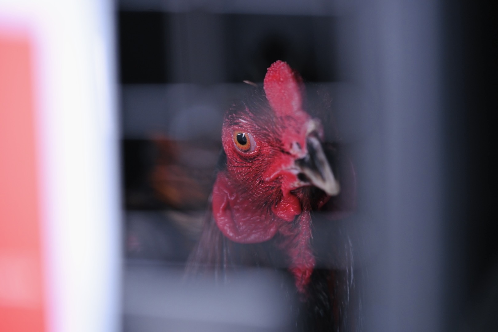 อธิบดีกรมปศุสัตว์ ติดตามความก้าวหน้าการส่งออก “ Ayam Bangkok” ไปอินโดนีเซีย สร้างรายได้เข้าประเทศไปแล้วกว่า 50 ล้านบาท 8 223971