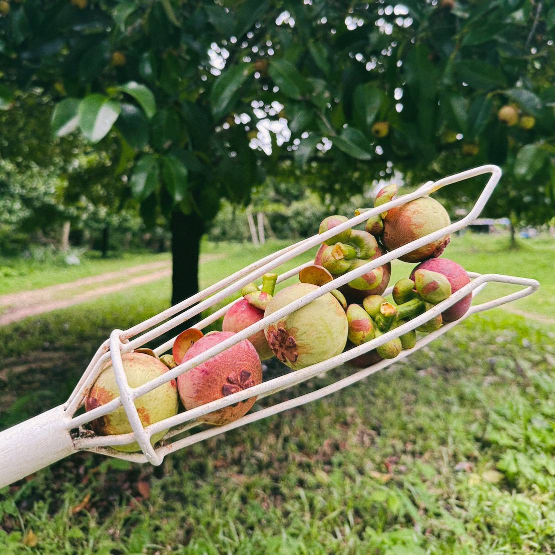 Young Smart Farmer จ.พังงา ยกระดับมังคุดอินทรีย์ แบรนด์ ‘สวนบ้านแม่’ ผลิตและแปรรูป พร้อมขยายตลาดในอนาคต 6 22512 0 0