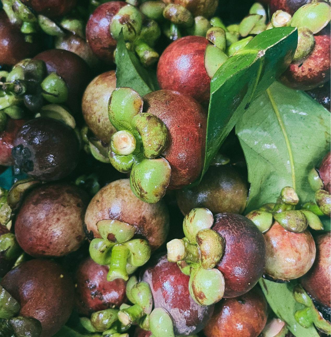 Young Smart Farmer จ.พังงา ยกระดับมังคุดอินทรีย์ แบรนด์ ‘สวนบ้านแม่’ ผลิตและแปรรูป พร้อมขยายตลาดในอนาคต 7 22513 0 0