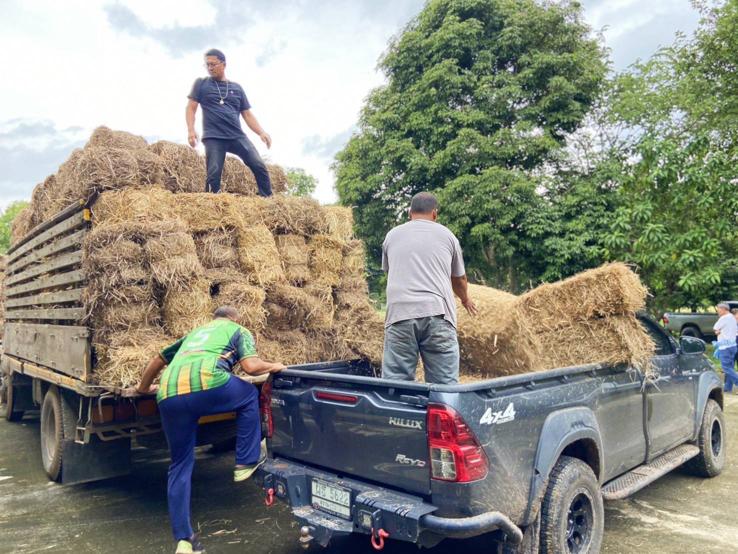 กรมปศุสัตว์ ขานรับข้อสั่งการ รมว.กษ. เตรียมพร้อมเสบียงอาหารสัตว์ตามแผนเผชิญภัยพิบัติด้านปศุสัตว์ พร้อมเร่งช่วยเหลือเกษตรกรผู้เลี้ยงสัตว์ที่ประสบอุทกภัยภาคใต้ 7 271261