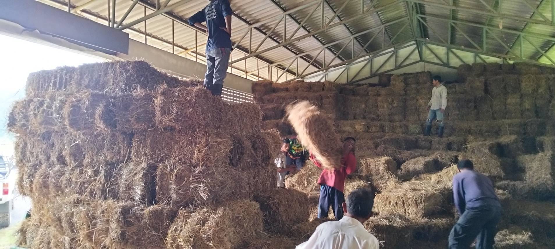 กรมปศุสัตว์ ขานรับข้อสั่งการ รมว.กษ. เตรียมพร้อมเสบียงอาหารสัตว์ตามแผนเผชิญภัยพิบัติด้านปศุสัตว์ พร้อมเร่งช่วยเหลือเกษตรกรผู้เลี้ยงสัตว์ที่ประสบอุทกภัยภาคใต้ 8 271280