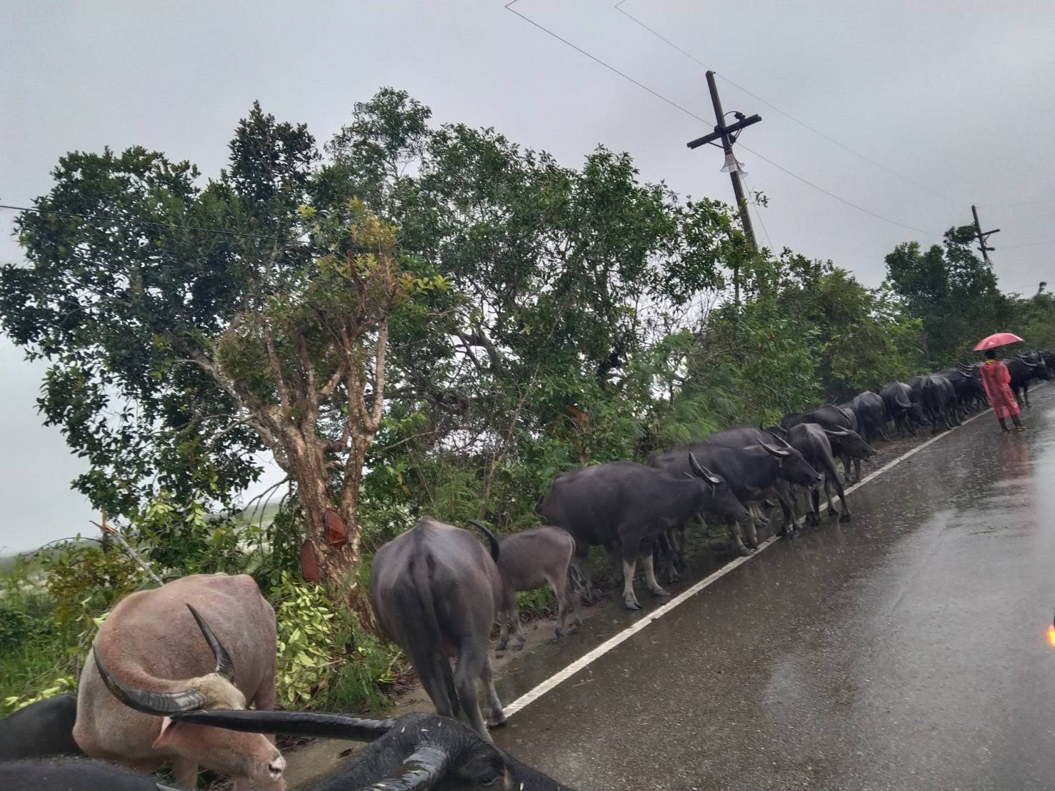 กรมปศุสัตว์ ขานรับข้อสั่งการ รมว.กษ. เตรียมพร้อมเสบียงอาหารสัตว์ตามแผนเผชิญภัยพิบัติด้านปศุสัตว์ พร้อมเร่งช่วยเหลือเกษตรกรผู้เลี้ยงสัตว์ที่ประสบอุทกภัยภาคใต้ 10 271323
