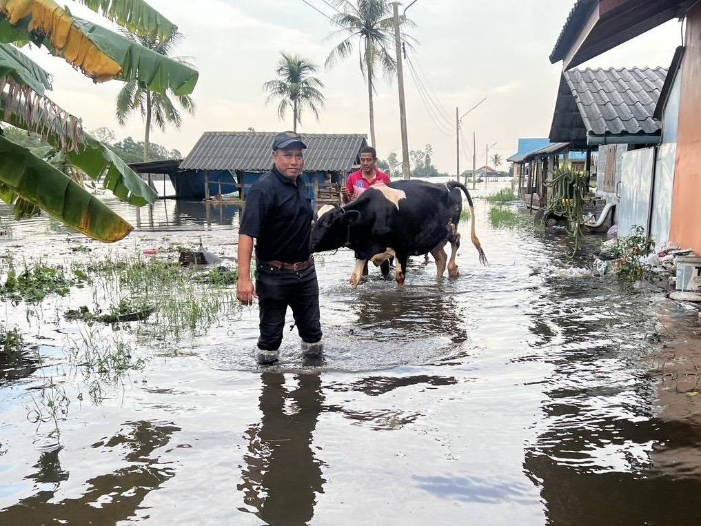 กรมปศุสัตว์เดินหน้าแผนฟื้นฟูอาชีพเกษตรกรใต้ เร่งช่วยเหลือเกษตรกร 9 จังหวัดภาคใต้ แจกหญ้าอาหารสัตว์พระราชทาน–อพยพสัตว์–ส่งทีมสัตวแพทย์ลงพื้นที่ -เปิดเกณฑ์เยียวยาความเสียหายปศุสัตว์ 5 287282