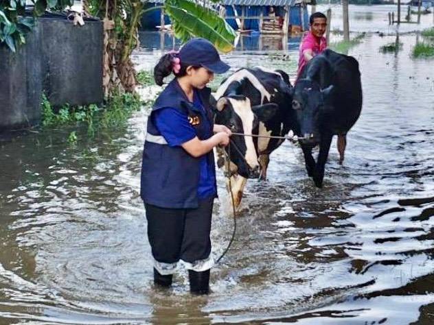 กรมปศุสัตว์เดินหน้าแผนฟื้นฟูอาชีพเกษตรกรใต้ เร่งช่วยเหลือเกษตรกร 9 จังหวัดภาคใต้ แจกหญ้าอาหารสัตว์พระราชทาน–อพยพสัตว์–ส่งทีมสัตวแพทย์ลงพื้นที่ -เปิดเกณฑ์เยียวยาความเสียหายปศุสัตว์ 6 287285