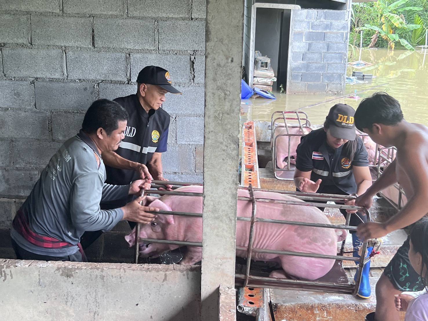 กรมปศุสัตว์เดินหน้าแผนฟื้นฟูอาชีพเกษตรกรใต้ เร่งช่วยเหลือเกษตรกร 9 จังหวัดภาคใต้ แจกหญ้าอาหารสัตว์พระราชทาน–อพยพสัตว์–ส่งทีมสัตวแพทย์ลงพื้นที่ -เปิดเกณฑ์เยียวยาความเสียหายปศุสัตว์ 13 287288