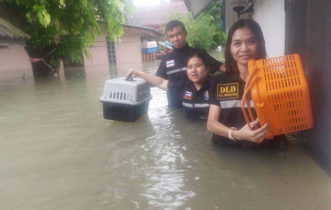 กรมปศุสัตว์เดินหน้าแผนฟื้นฟูอาชีพเกษตรกรใต้ เร่งช่วยเหลือเกษตรกร 9 จังหวัดภาคใต้ แจกหญ้าอาหารสัตว์พระราชทาน–อพยพสัตว์–ส่งทีมสัตวแพทย์ลงพื้นที่ -เปิดเกณฑ์เยียวยาความเสียหายปศุสัตว์ 9 287297