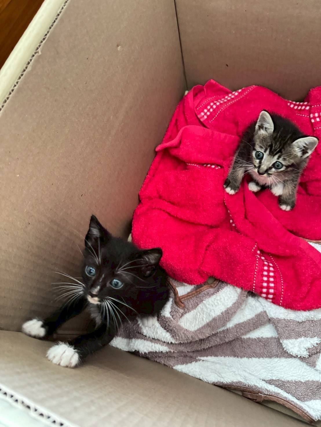 กรมปศุสัตว์เดินหน้าแผนฟื้นฟูอาชีพเกษตรกรใต้ เร่งช่วยเหลือเกษตรกร 9 จังหวัดภาคใต้ แจกหญ้าอาหารสัตว์พระราชทาน–อพยพสัตว์–ส่งทีมสัตวแพทย์ลงพื้นที่ -เปิดเกณฑ์เยียวยาความเสียหายปศุสัตว์ 12 287318