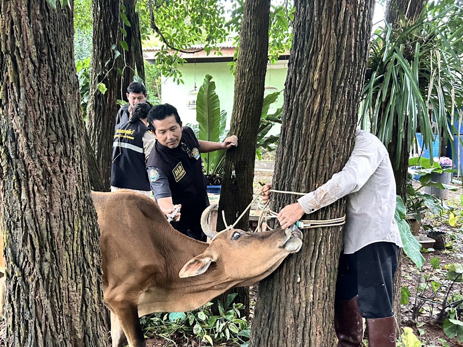 กรมปศุสัตว์เดินหน้าแผนฟื้นฟูอาชีพเกษตรกรใต้ เร่งช่วยเหลือเกษตรกร 9 จังหวัดภาคใต้ แจกหญ้าอาหารสัตว์พระราชทาน–อพยพสัตว์–ส่งทีมสัตวแพทย์ลงพื้นที่ -เปิดเกณฑ์เยียวยาความเสียหายปศุสัตว์ 14 287348
