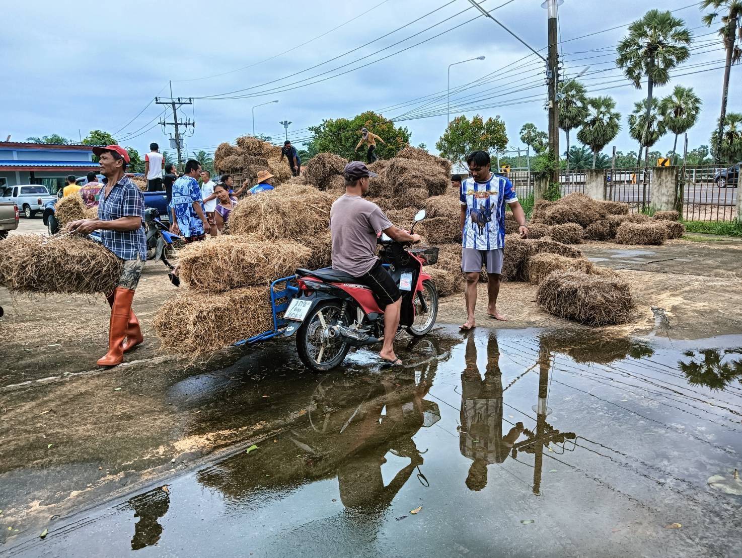 กรมปศุสัตว์เดินหน้าแผนฟื้นฟูอาชีพเกษตรกรใต้ เร่งช่วยเหลือเกษตรกร 9 จังหวัดภาคใต้ แจกหญ้าอาหารสัตว์พระราชทาน–อพยพสัตว์–ส่งทีมสัตวแพทย์ลงพื้นที่ -เปิดเกณฑ์เยียวยาความเสียหายปศุสัตว์ 15 287350