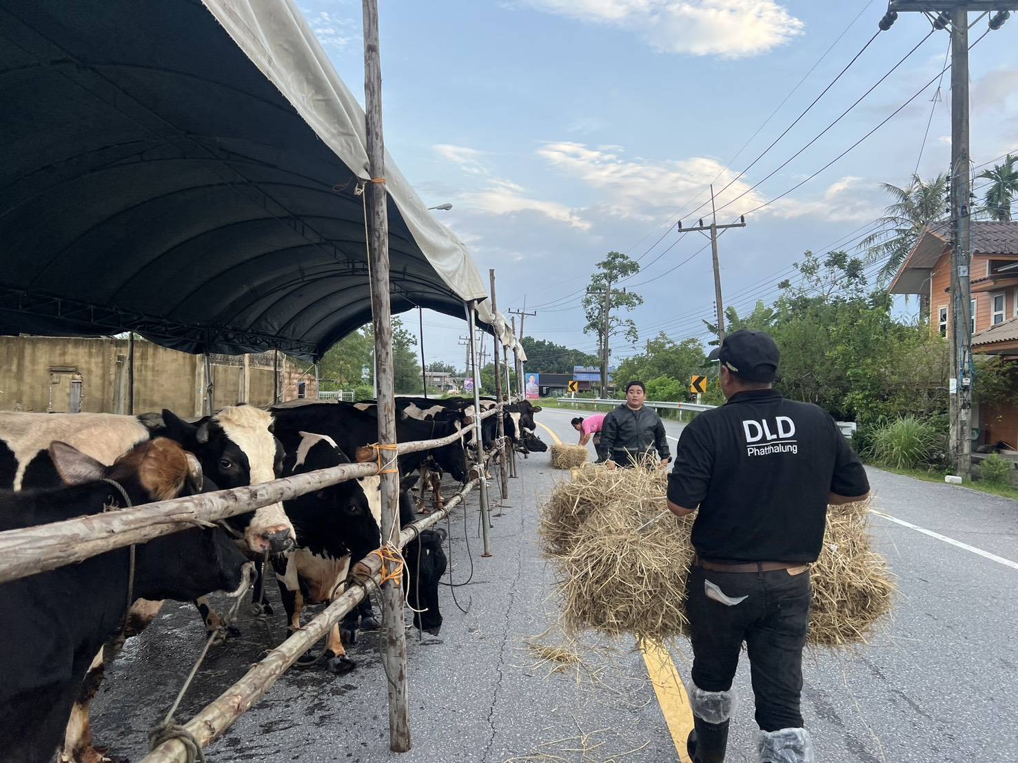 กรมปศุสัตว์เดินหน้าแผนฟื้นฟูอาชีพเกษตรกรใต้ เร่งช่วยเหลือเกษตรกร 9 จังหวัดภาคใต้ แจกหญ้าอาหารสัตว์พระราชทาน–อพยพสัตว์–ส่งทีมสัตวแพทย์ลงพื้นที่ -เปิดเกณฑ์เยียวยาความเสียหายปศุสัตว์ 16 287353