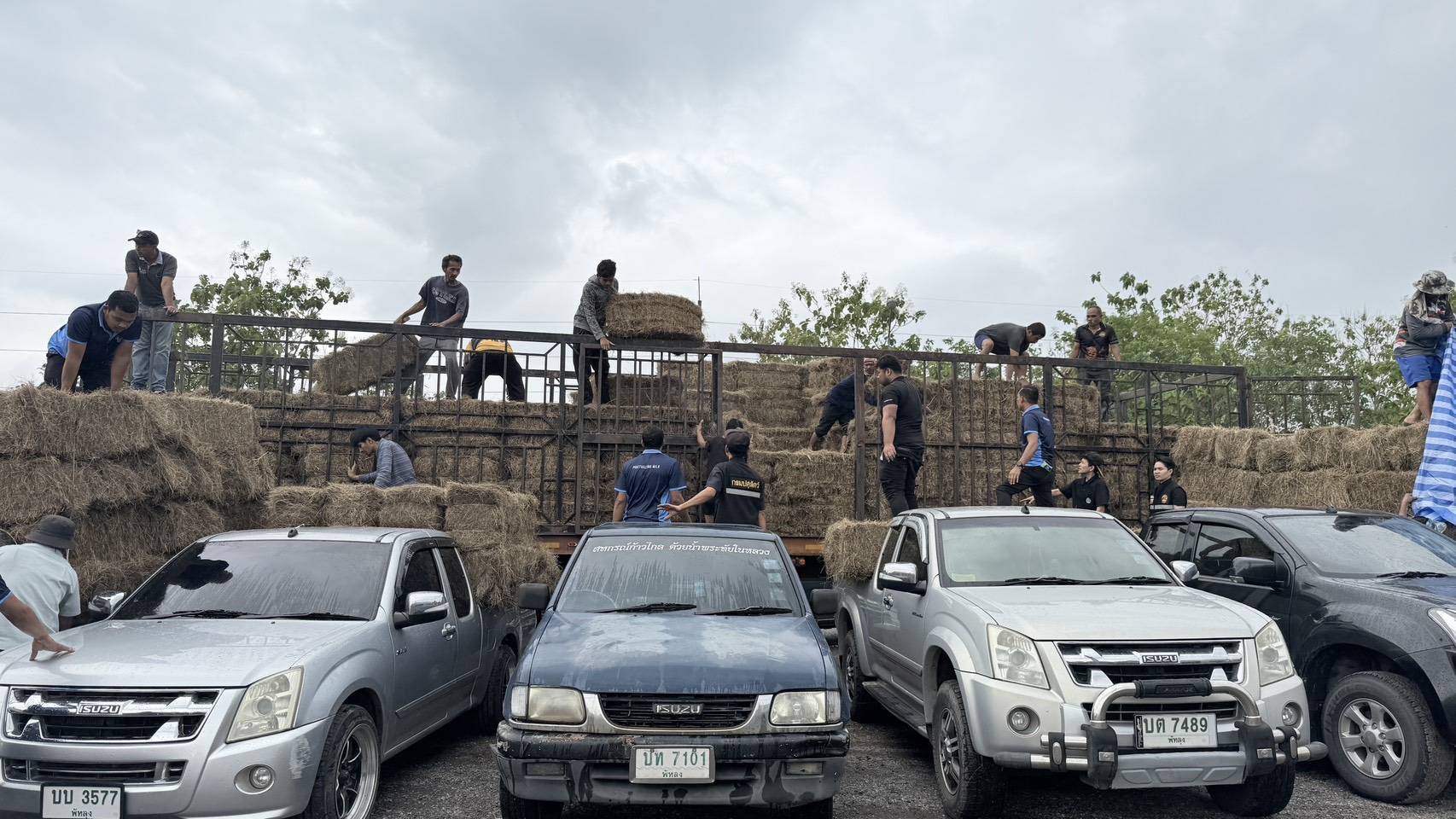 กรมปศุสัตว์เดินหน้าแผนฟื้นฟูอาชีพเกษตรกรใต้ เร่งช่วยเหลือเกษตรกร 9 จังหวัดภาคใต้ แจกหญ้าอาหารสัตว์พระราชทาน–อพยพสัตว์–ส่งทีมสัตวแพทย์ลงพื้นที่ -เปิดเกณฑ์เยียวยาความเสียหายปศุสัตว์ 17 287364