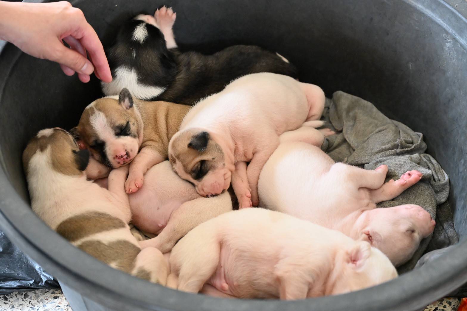 อธิบดีกรมปศุสัตว์ ตรวจเยี่ยมหน่วยสัตวแพทย์เคลื่อนที่ให้บริการตรวจรักษาสัตว์เลี้ยงและแจกอาหารสุนัขและแมวในพื้นที่ประสบอุทกภัยหาดใหญ่ 8 292084