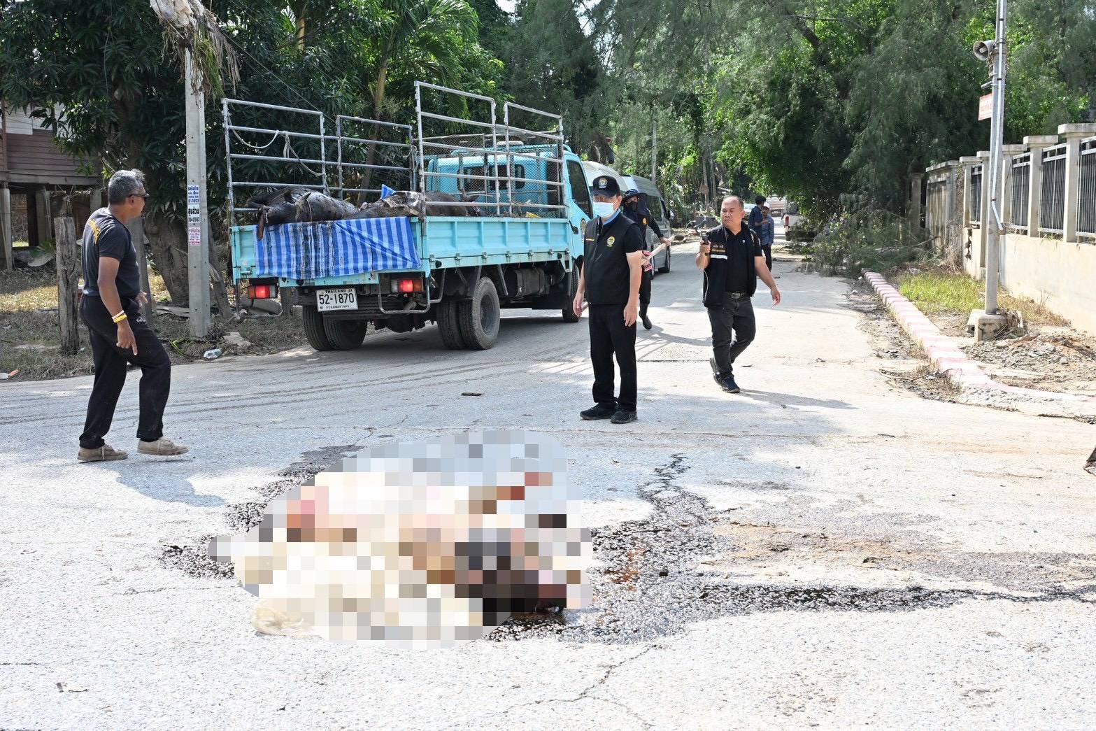 กรมปศุสัตว์เร่งจัดการซากสัตว์หลังน้ำหาดใหญ่ลด กำจัดตามหลักสุขาภิบาล สกัดโรคระบาด 5 295626
