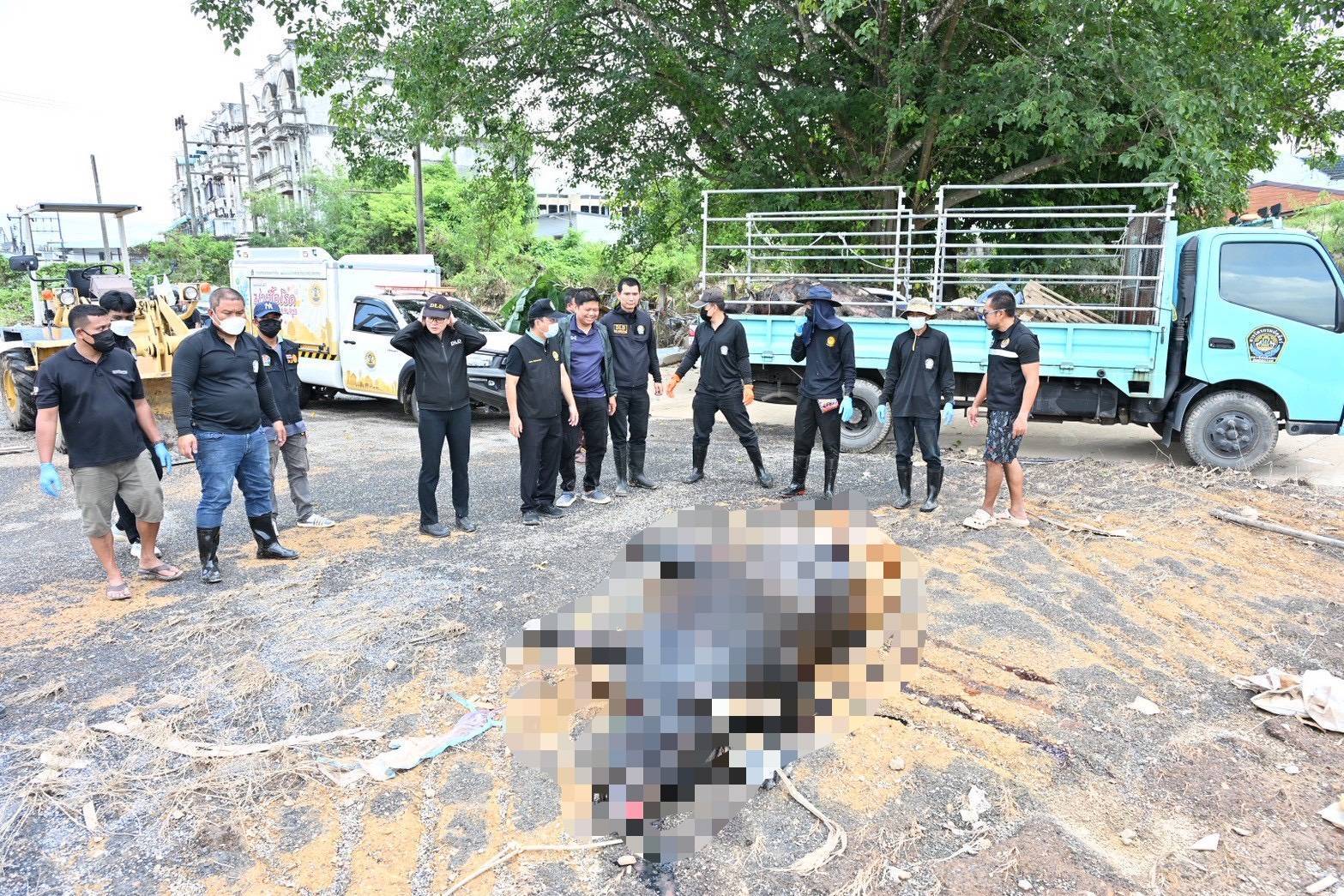 กรมปศุสัตว์เร่งจัดการซากสัตว์หลังน้ำหาดใหญ่ลด กำจัดตามหลักสุขาภิบาล สกัดโรคระบาด 9 295633