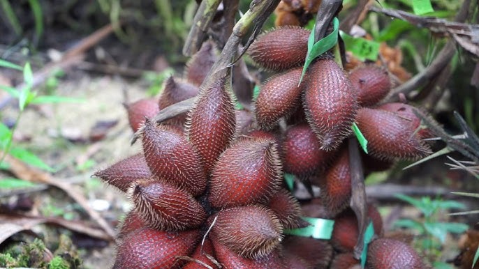 จ.พัทลุง หนุน ‘สละพันธุ์สุมาลี’ พืชเศรษฐกิจสำคัญ ปี 68 สร้างมูลค่ากว่า 203.52 ล้านบาท 3 2 0