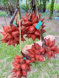 จ.พัทลุง หนุน ‘สละพันธุ์สุมาลี’ พืชเศรษฐกิจสำคัญ ปี 68 สร้างมูลค่ากว่า 203.52 ล้านบาท 5 3 0