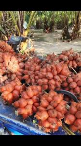 จ.พัทลุง หนุน ‘สละพันธุ์สุมาลี’ พืชเศรษฐกิจสำคัญ ปี 68 สร้างมูลค่ากว่า 203.52 ล้านบาท 6 4 0