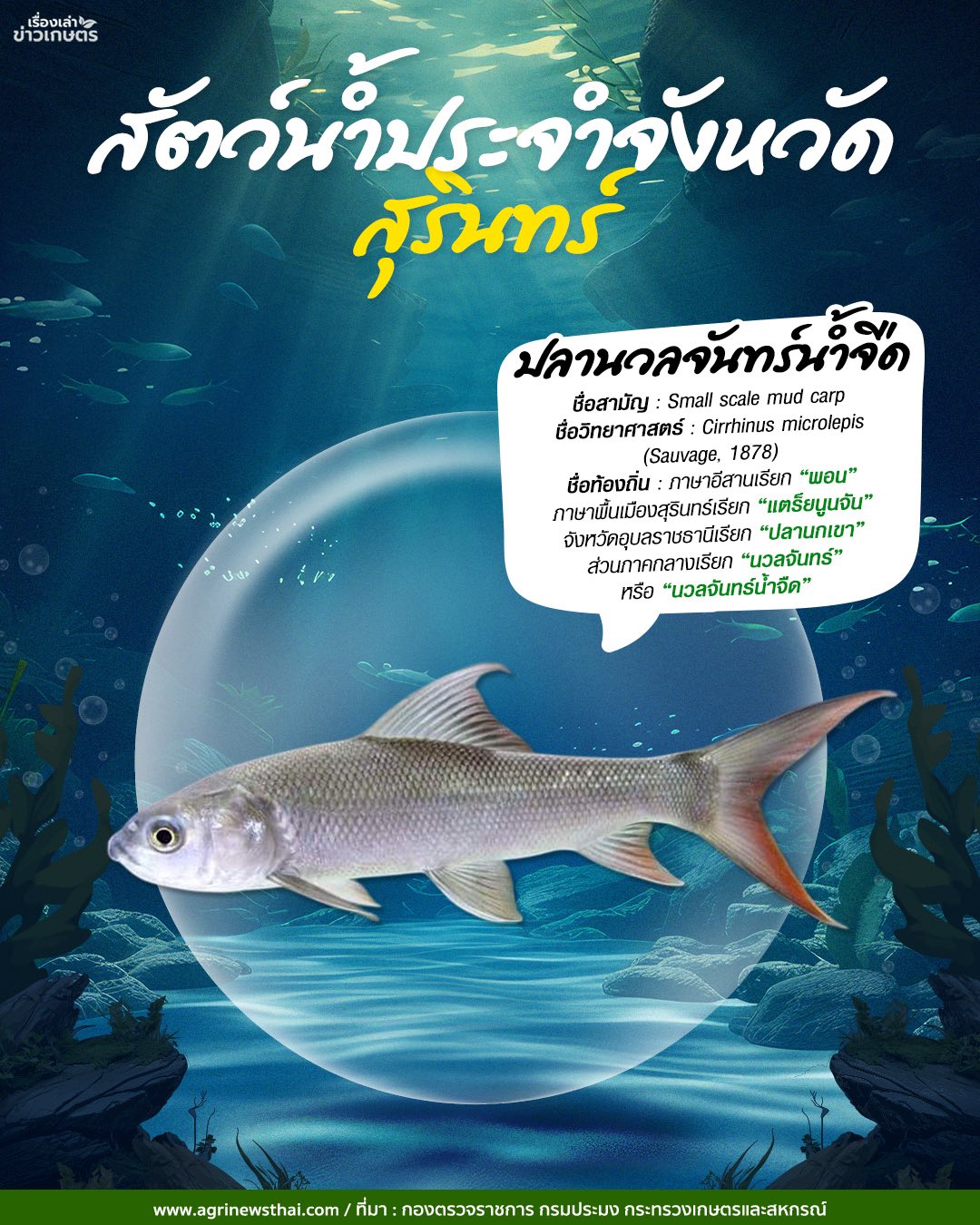 สัตว์น้ำประจำจังหวัดภาคอีสาน 15 561637585 1648088326511543 5328786789499422724 n