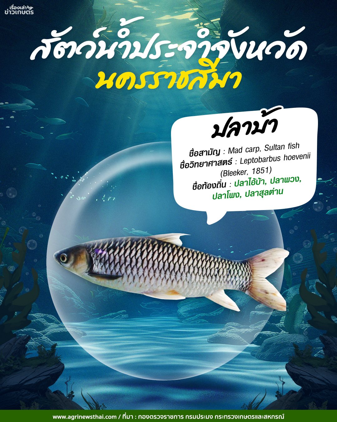 สัตว์น้ำประจำจังหวัดภาคอีสาน 6 566248592 1648087863178256 2098435493741378892 n