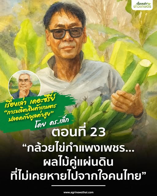 เรื่องเล่า เดอะซีรีส์ “การผลิตสินค้าเกษตรปลอดภัยมูลค่าสูง” ตอนที่ 23 “กล้วยไข่กำแพงเพชร…ผลไม้คู่แผ่นดิน ที่ไม่เคยหายไปจากใจคนไทย” 3 571770779 1633299374657105 7971528126943335082 n