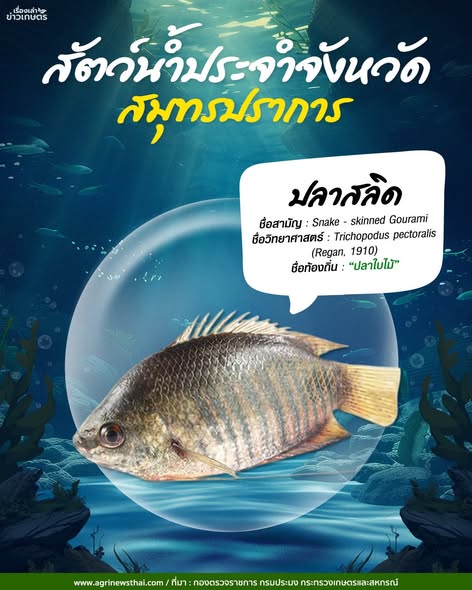 572121042 1632043414782701 4712561600984998256 n