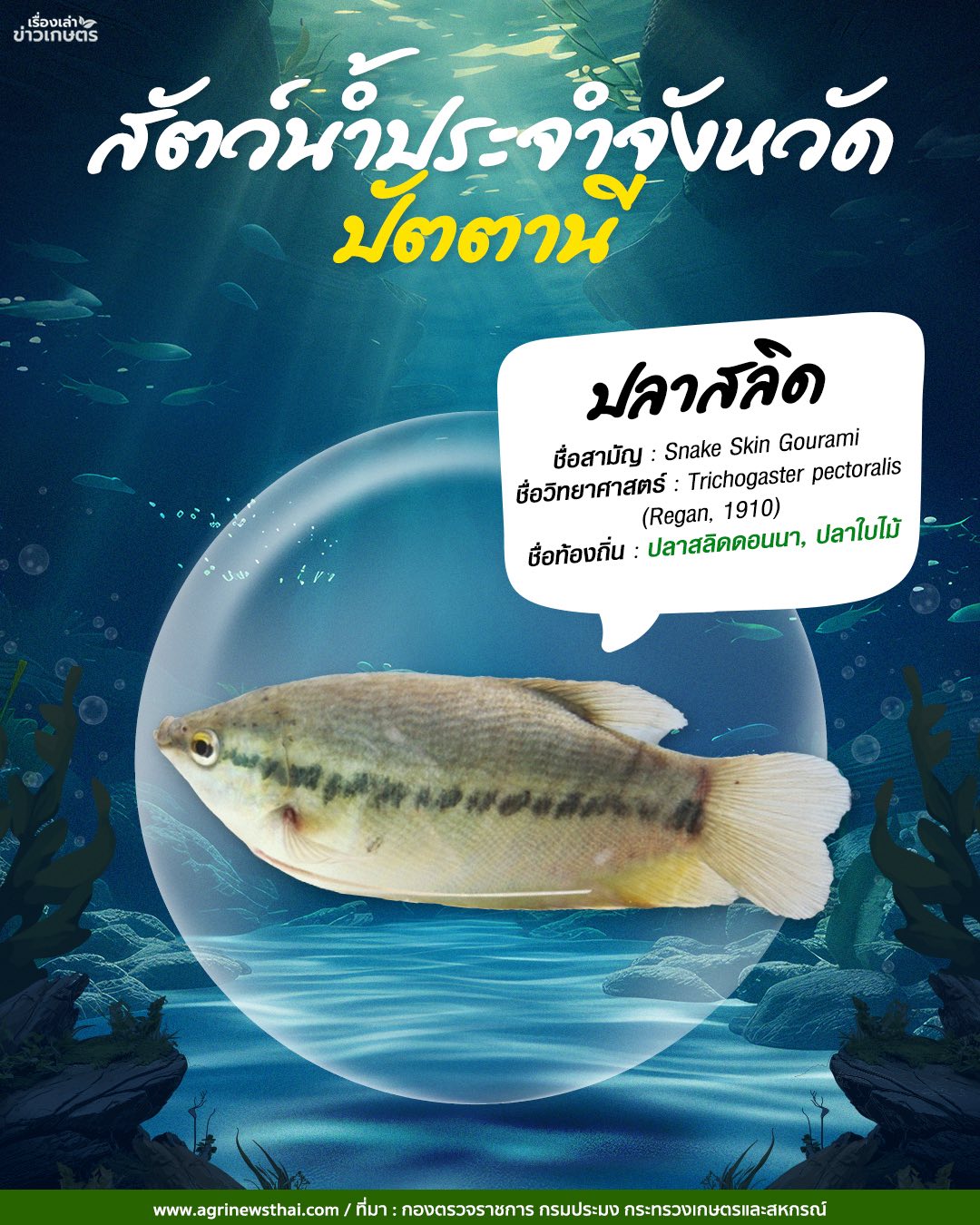 สัตว์น้ำประจำจังหวัดสมุทรปราการและปัตตานี 572124604 1632043424782700 21296754983952366 n