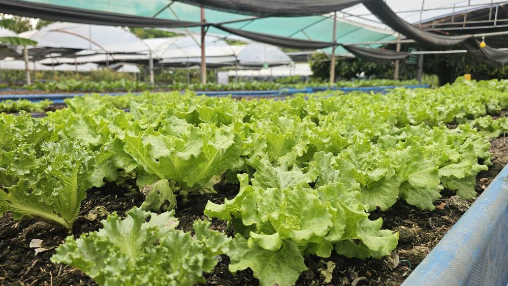 เรื่องเล่า..เดอะซีรีส์ “การผลิตสินค้าเกษตรปลอดภัยมูลค่าสูง” ตอนที่ 20 : “ผักอินทรีย์…ความสุขที่ปลูกได้ในไร่เกษมสุข” จังหวัดประจวบคีรีขันธ์ 2 572517358 1398494542278296 1224426791627374381 n