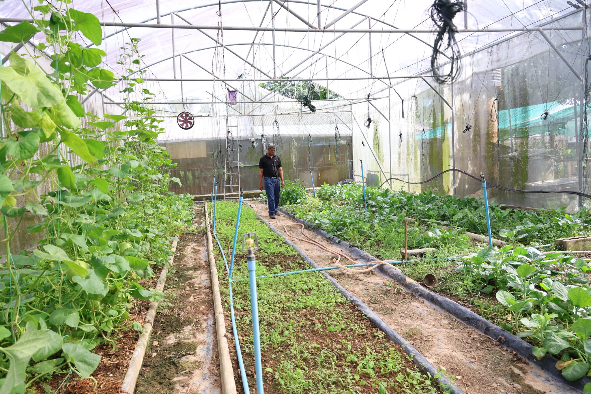 เกษตรกรชาวอำเภอคลองหอยโข่ง ปลูกผักยกแคร่ปลอดสารพิษ เรียนรู้จาก “ฟาร์มของแม่” ขยายผลสู่ธุรกิจครอบครัว สร้างรายได้งาม 10 573490848 1418047286559734 5372534529756506933 n