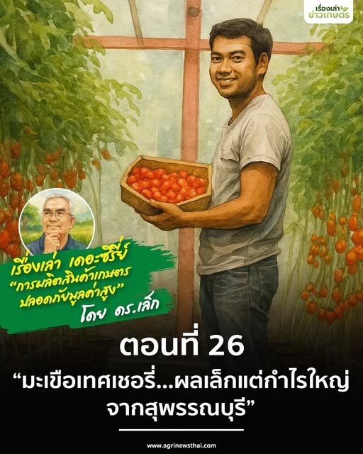 เรื่องเล่า..เดอะซีรีส์ ตอนที่ 26 “มะเขือเทศเชอรี่...ผลเล็กแต่กำไรใหญ่ จากสุพรรณบุรี” 6 573973874 1634388911214818 6551960270127340415 n