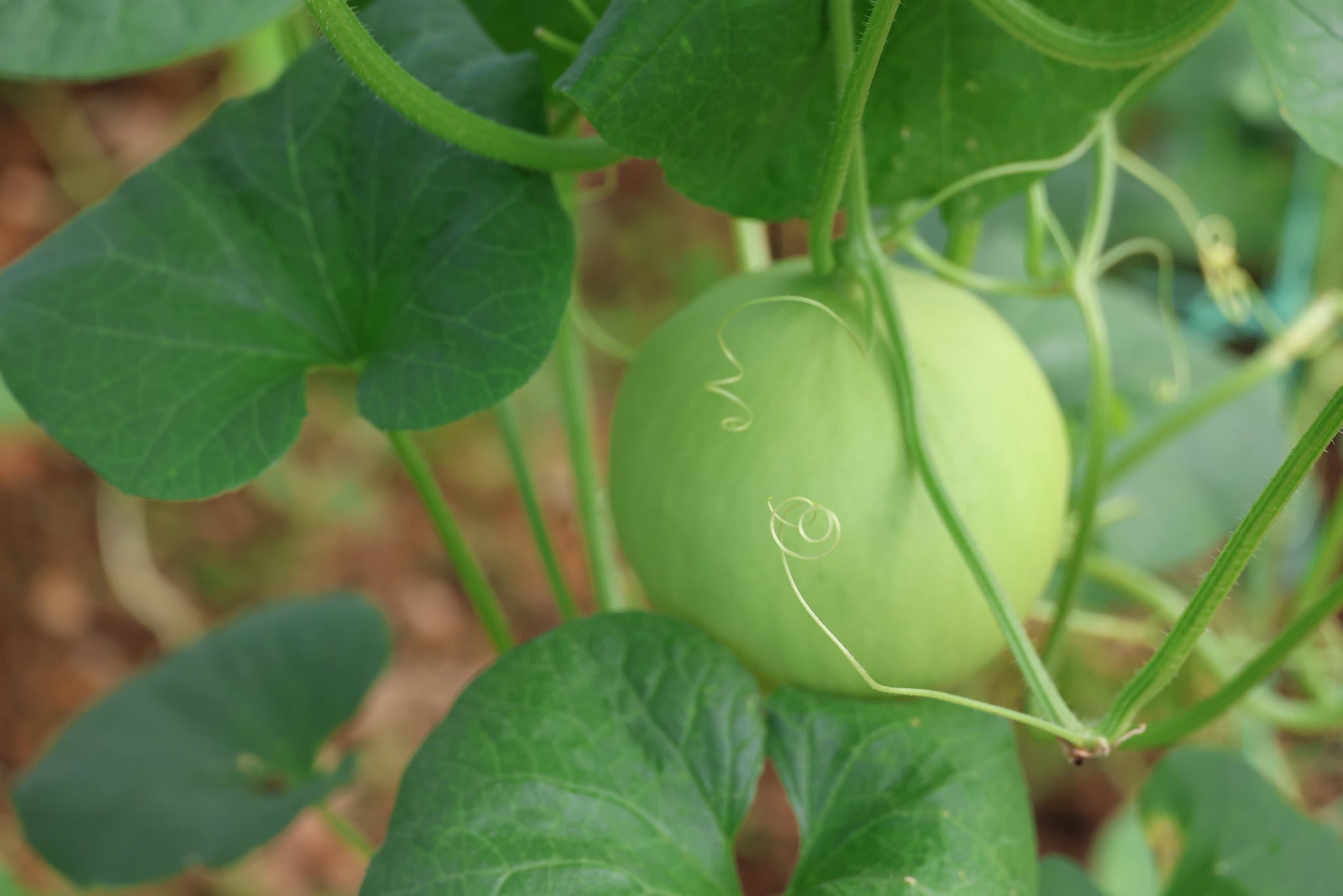 เกษตรกรชาวอำเภอคลองหอยโข่ง ปลูกผักยกแคร่ปลอดสารพิษ เรียนรู้จาก “ฟาร์มของแม่” ขยายผลสู่ธุรกิจครอบครัว สร้างรายได้งาม 13 574303616 1418043026560160 852694599906488446 n