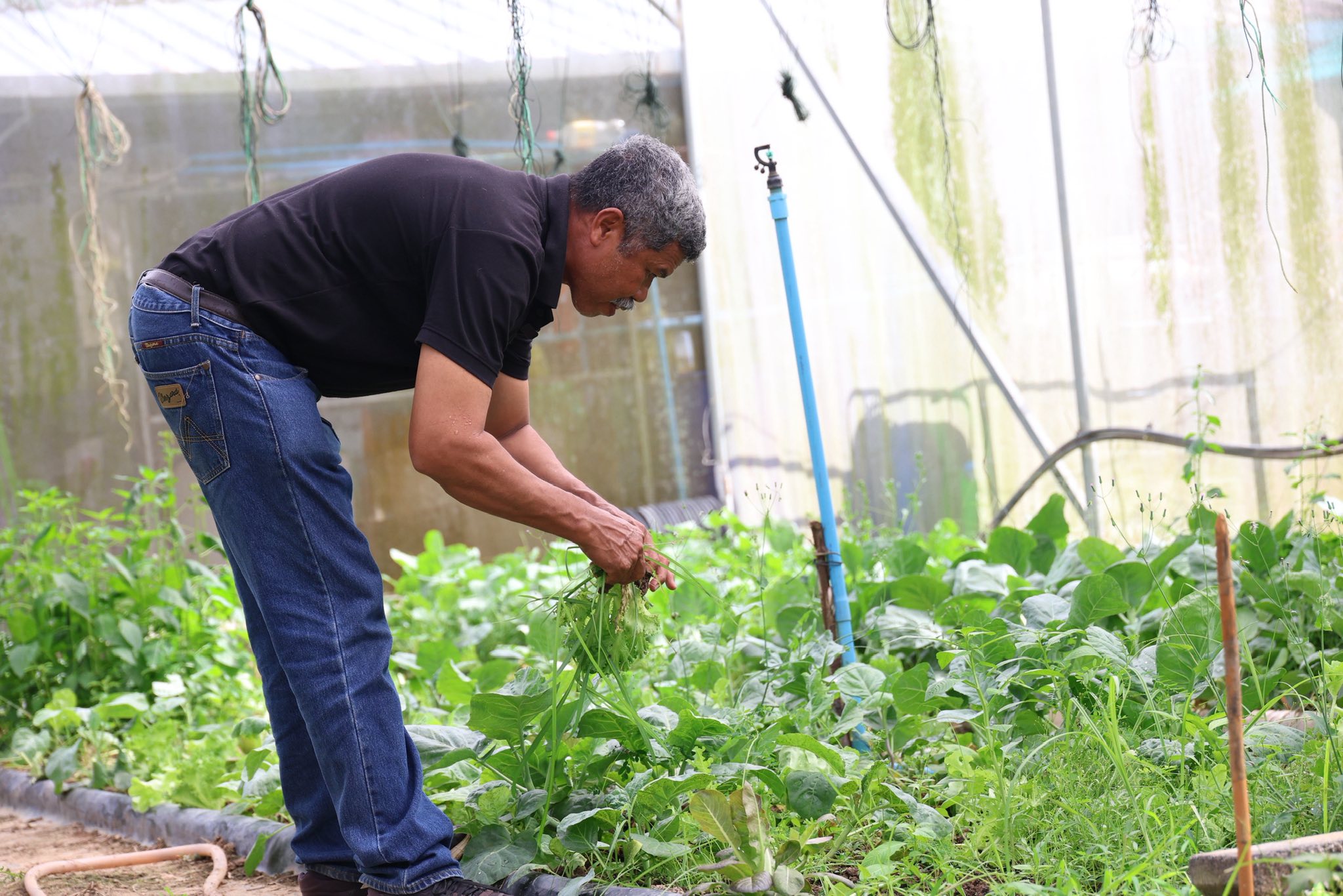 เกษตรกรชาวอำเภอคลองหอยโข่ง ปลูกผักยกแคร่ปลอดสารพิษ เรียนรู้จาก “ฟาร์มของแม่” ขยายผลสู่ธุรกิจครอบครัว สร้างรายได้งาม 12 574312995 1418047233226406 3908414853146827790 n