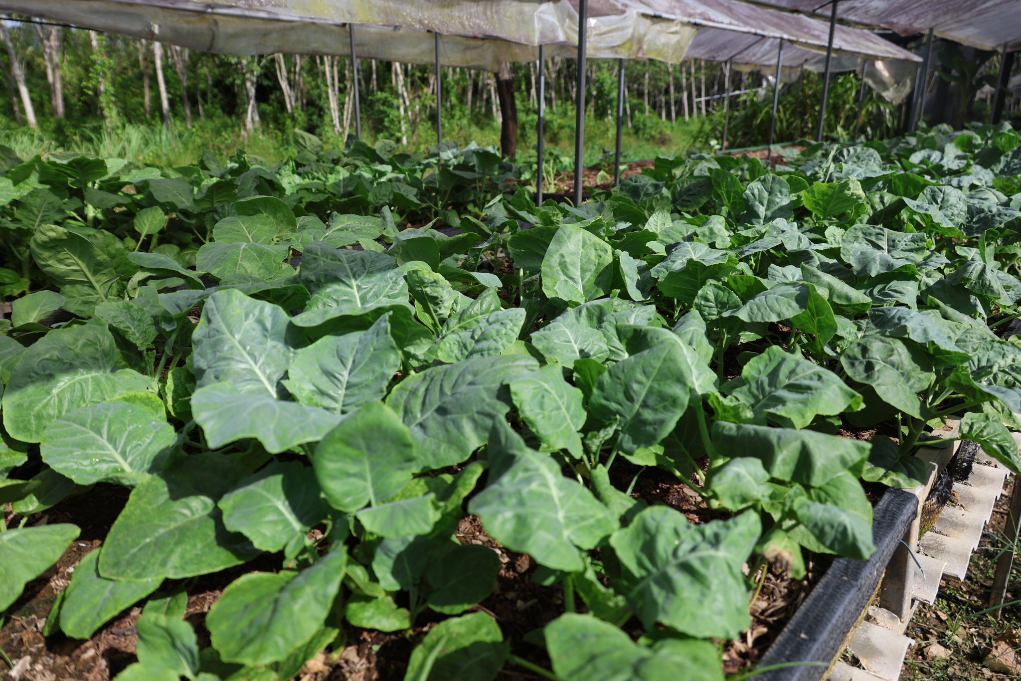 เกษตรกรชาวอำเภอคลองหอยโข่ง ปลูกผักยกแคร่ปลอดสารพิษ เรียนรู้จาก “ฟาร์มของแม่” ขยายผลสู่ธุรกิจครอบครัว สร้างรายได้งาม 9 574855523 1418047189893077 8619425880802833179 n