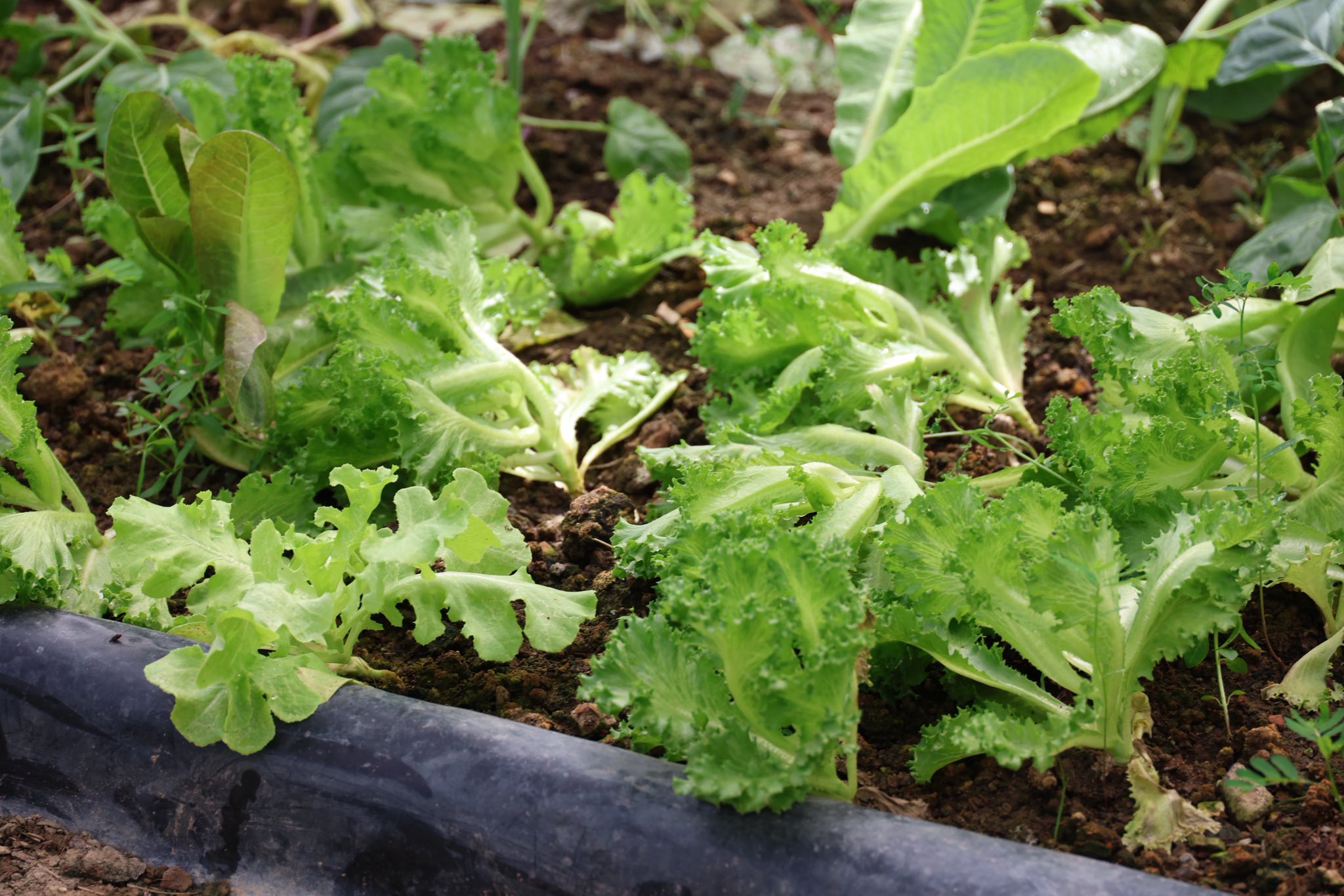 เกษตรกรชาวอำเภอคลองหอยโข่ง ปลูกผักยกแคร่ปลอดสารพิษ เรียนรู้จาก “ฟาร์มของแม่” ขยายผลสู่ธุรกิจครอบครัว สร้างรายได้งาม 14 574890072 1418042453226884 5244226522372675881 n