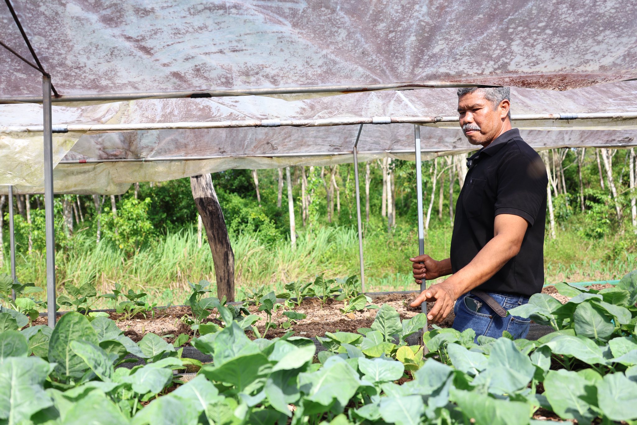 เกษตรกรชาวอำเภอคลองหอยโข่ง ปลูกผักยกแคร่ปลอดสารพิษ เรียนรู้จาก “ฟาร์มของแม่” ขยายผลสู่ธุรกิจครอบครัว สร้างรายได้งาม 7 574909474 1418047309893065 168241371130339881 n