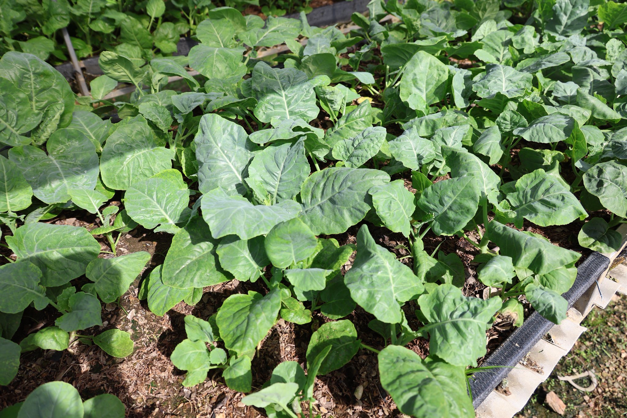 เกษตรกรชาวอำเภอคลองหอยโข่ง ปลูกผักยกแคร่ปลอดสารพิษ เรียนรู้จาก “ฟาร์มของแม่” ขยายผลสู่ธุรกิจครอบครัว สร้างรายได้งาม 5 575102864 1418043623226767 7625333086929826053 n