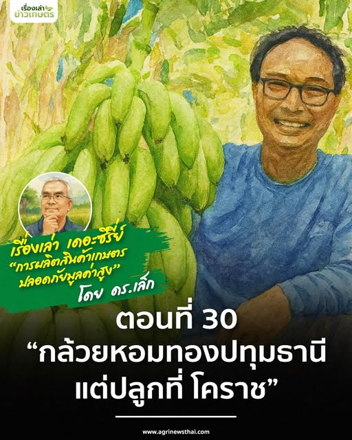 เรื่องเล่า..เดอะซีรีส์ ตอนที่ 30 “กล้วยหอมทองปทุมธานี แต่ปลูกที่ โคราช” 5 575116124 1634876807832695 7285237442786465337 n