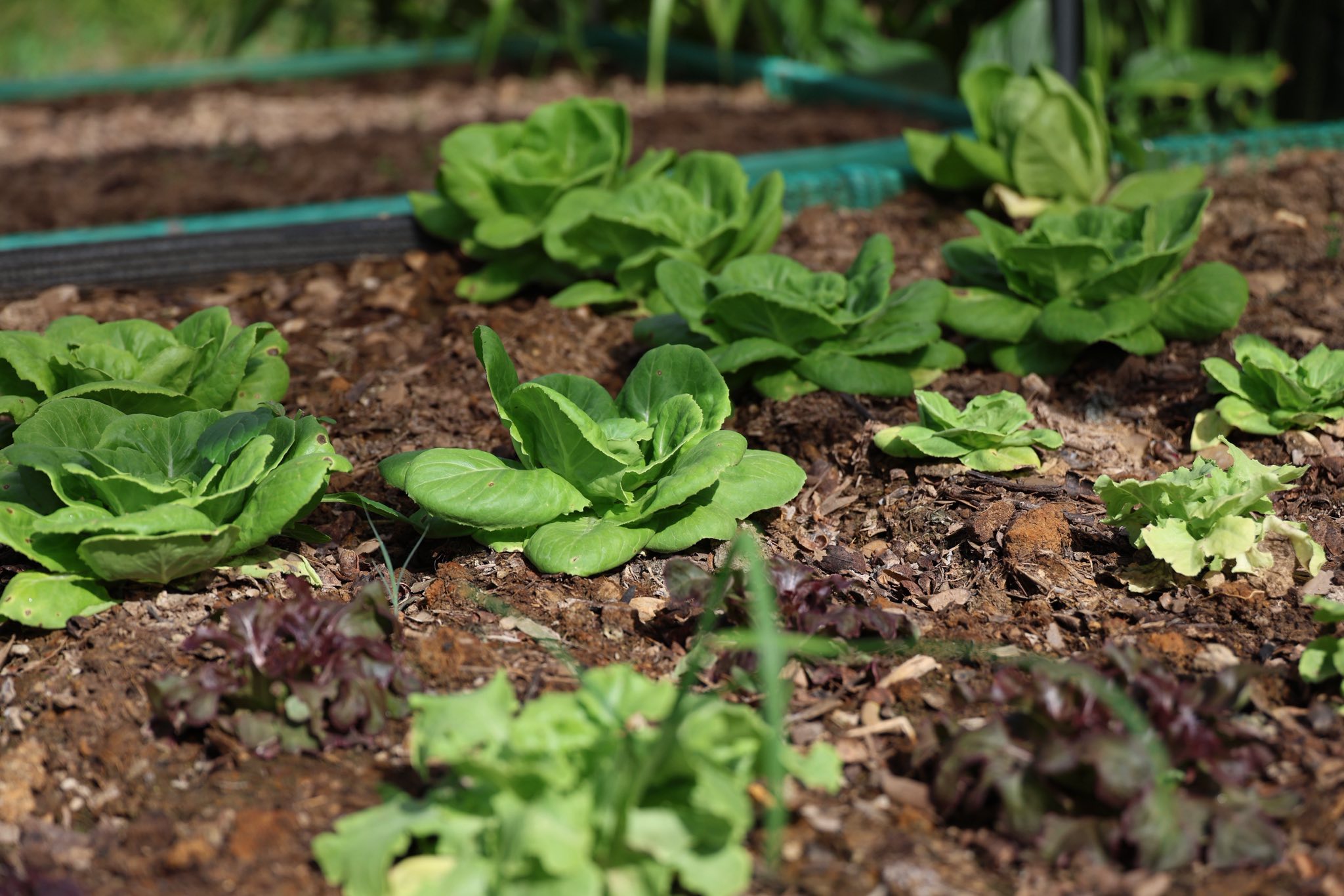 เกษตรกรชาวอำเภอคลองหอยโข่ง ปลูกผักยกแคร่ปลอดสารพิษ เรียนรู้จาก “ฟาร์มของแม่” ขยายผลสู่ธุรกิจครอบครัว สร้างรายได้งาม 3 576649565 1418046206559842 5537128184976642472 n