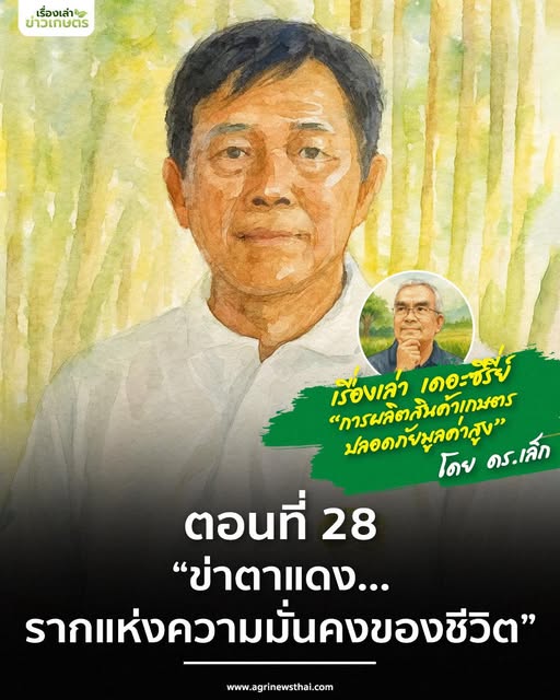 เรื่องเล่า…เดอะซีรีส์ ตอนที่ 28 “ข่าตาแดง…รากแห่งความมั่นคงของชีวิต” 6 576924024 1634871777833198 7285179047126651415 n