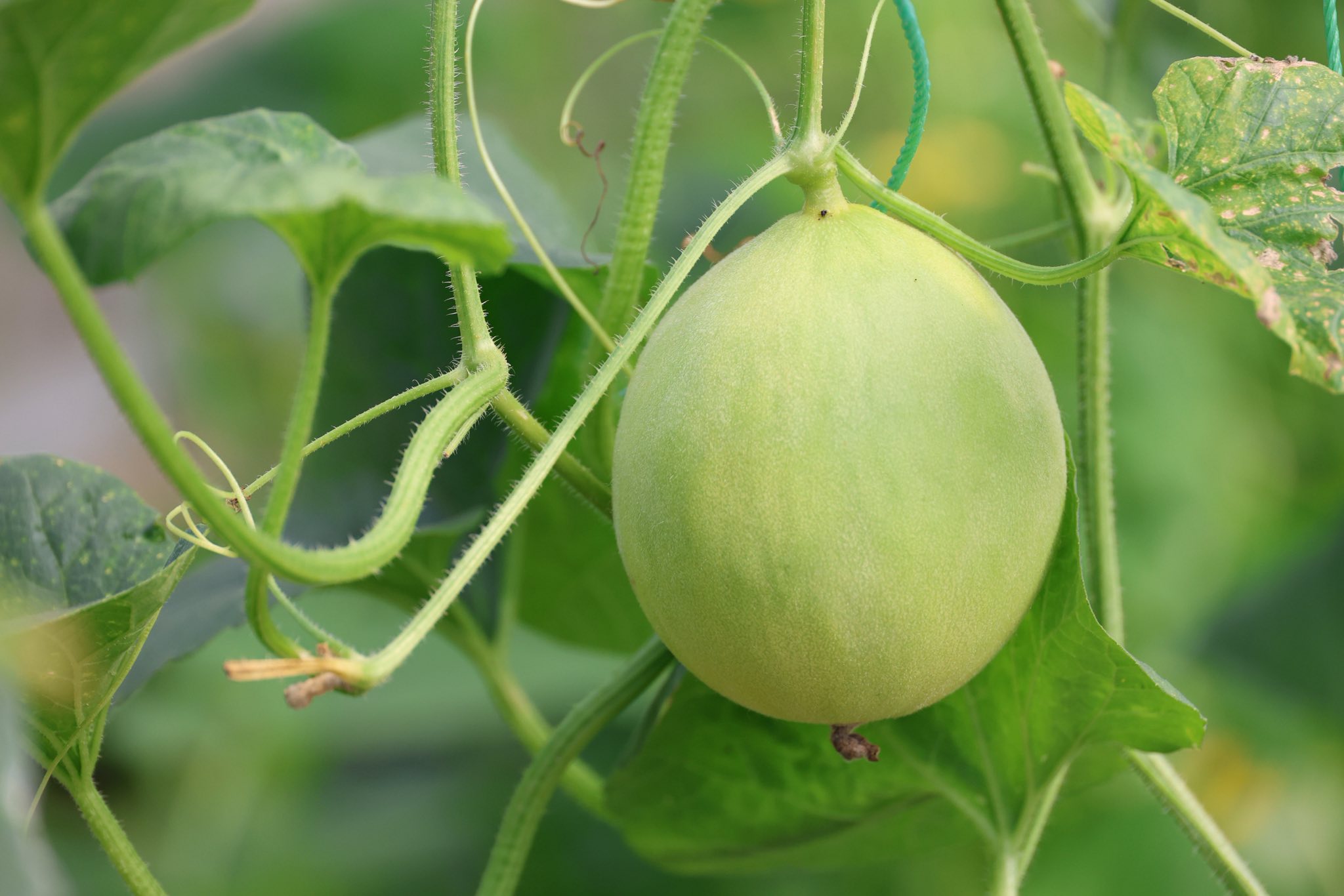 เกษตรกรชาวอำเภอคลองหอยโข่ง ปลูกผักยกแคร่ปลอดสารพิษ เรียนรู้จาก “ฟาร์มของแม่” ขยายผลสู่ธุรกิจครอบครัว สร้างรายได้งาม 4 577017695 1418047246559738 2320877809075058289 n