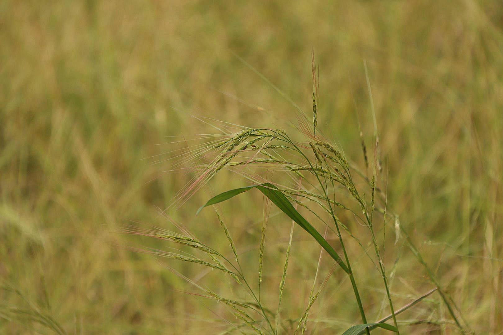 กรมการข้าว ห่วง “ข้าววัชพืช” ระบาดหนักภาคอีสาน และ ภาคกลาง แนะ 10 วิธี ป้องกันและกำจัด ลดการระบาด 5 577806874 1371671761662615 2272027712218947403 n