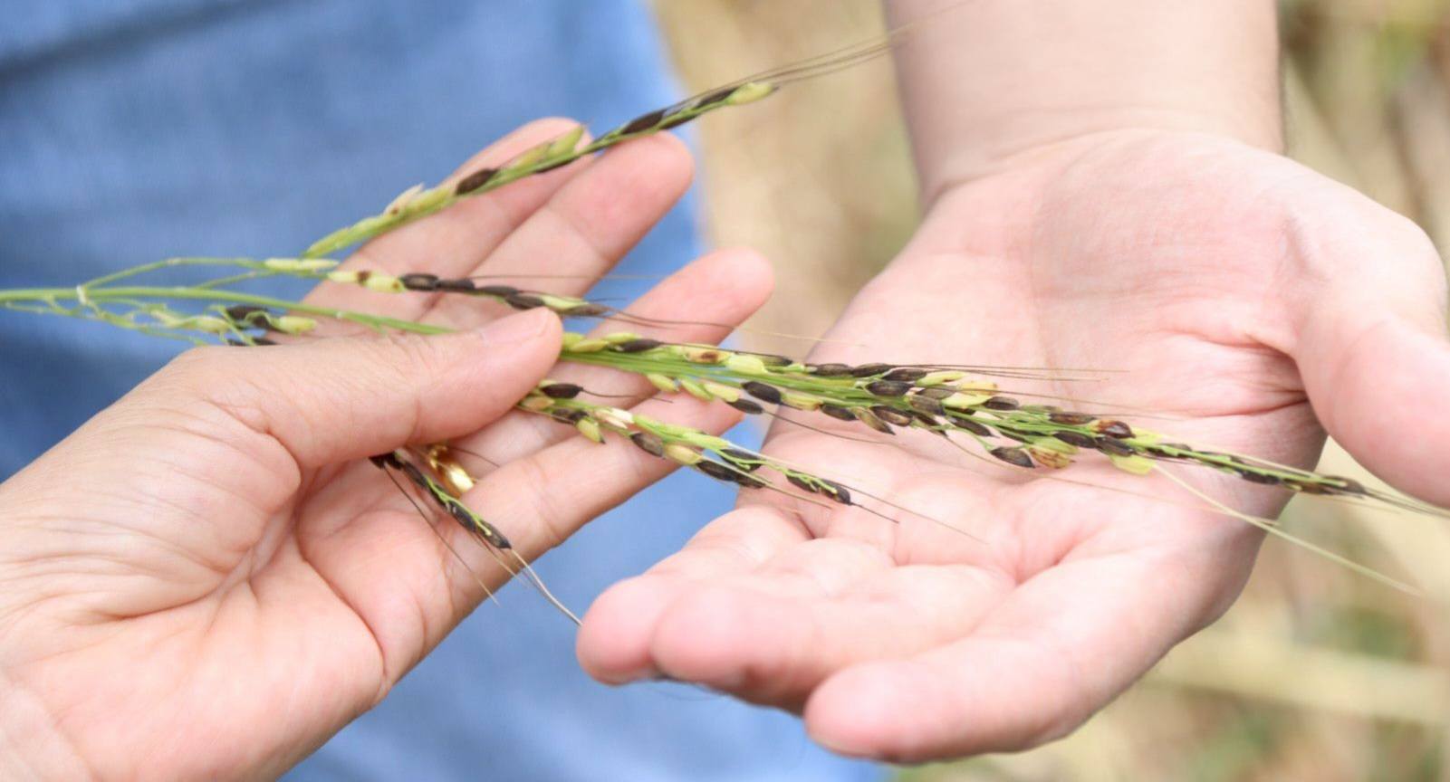 กรมการข้าว ห่วง “ข้าววัชพืช” ระบาดหนักภาคอีสาน และ ภาคกลาง แนะ 10 วิธี ป้องกันและกำจัด ลดการระบาด 2 578989741 1371671571662634 4159894414105189258 n