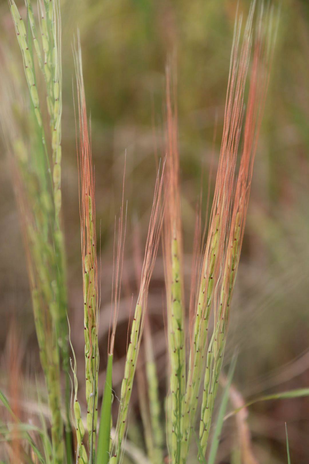 กรมการข้าว ห่วง “ข้าววัชพืช” ระบาดหนักภาคอีสาน และ ภาคกลาง แนะ 10 วิธี ป้องกันและกำจัด ลดการระบาด 3 579625733 1371671644995960 4430593524727341295 n