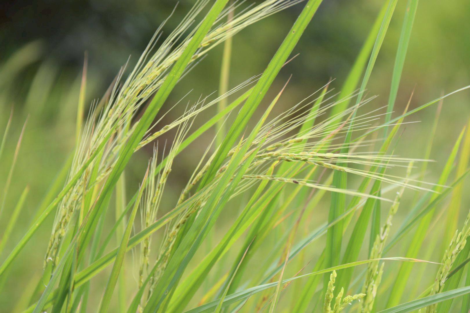 กรมการข้าว ห่วง “ข้าววัชพืช” ระบาดหนักภาคอีสาน และ ภาคกลาง แนะ 10 วิธี ป้องกันและกำจัด ลดการระบาด 4 580943319 1371671711662620 1541421086754158000 n