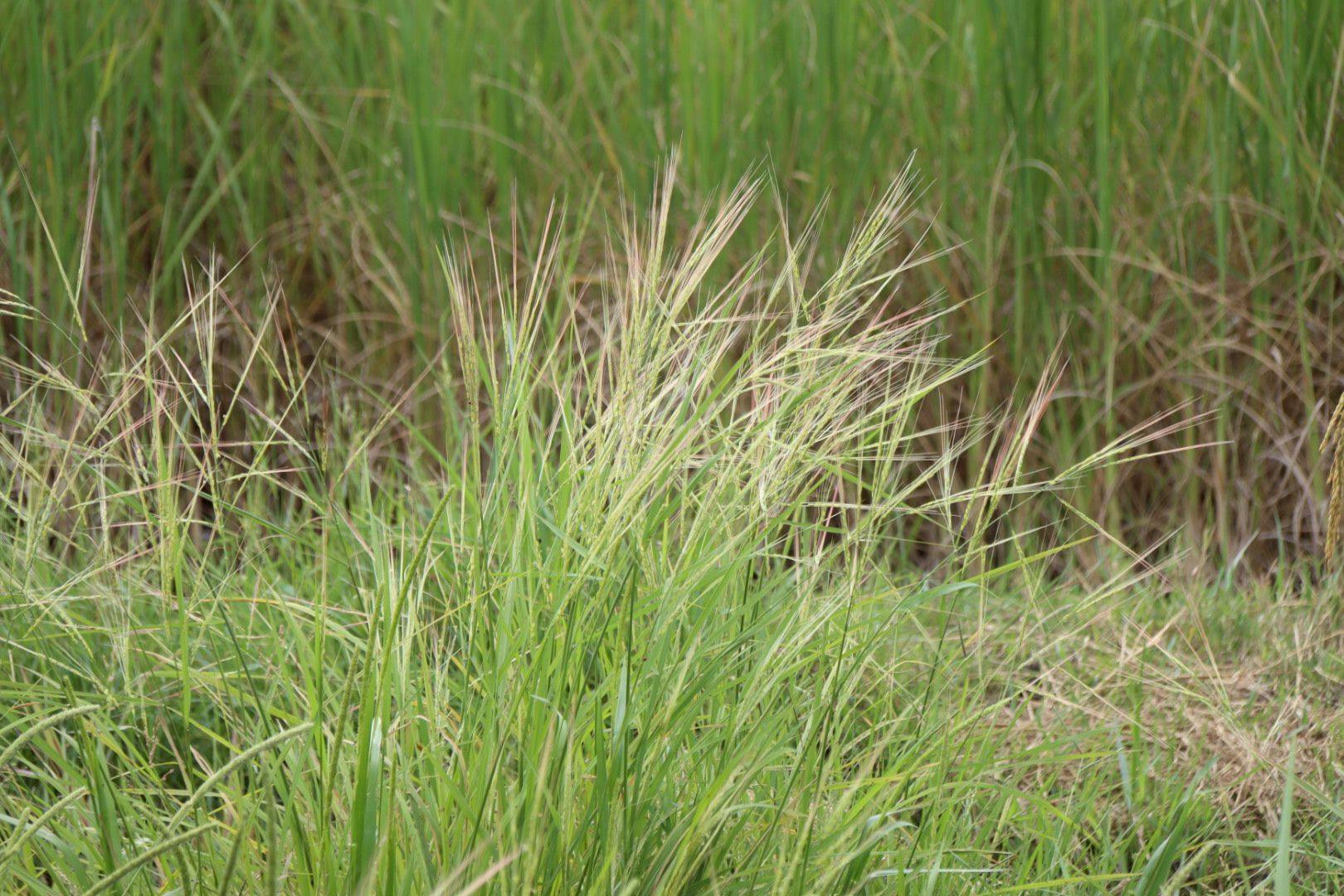 กรมการข้าว ห่วง “ข้าววัชพืช” ระบาดหนักภาคอีสาน และ ภาคกลาง แนะ 10 วิธี ป้องกันและกำจัด ลดการระบาด 6 581677915 1371671818329276 7813358785319262802 n